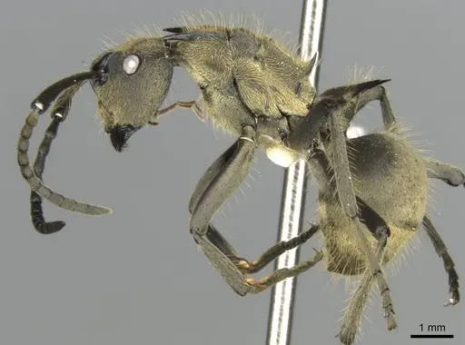 Polyrhachis epinotalis specimen CASENT0906820 image casent0906820_3