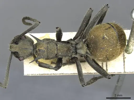 Polyrhachis epinotalis specimen CASENT0910908 image casent0910908_1