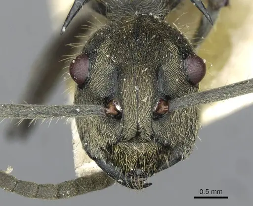 Polyrhachis epinotalis specimen CASENT0910908 image casent0910908_2