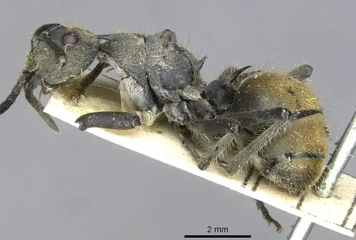 Polyrhachis epinotalis specimen CASENT0910908 image casent0910908_3