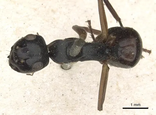 Polyrhachis equina specimen CASENT0901858 image casent0901858_1