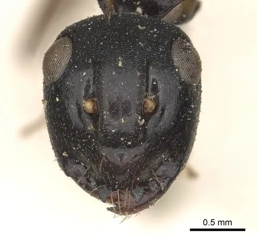 Polyrhachis equina specimen CASENT0901858 image casent0901858_2