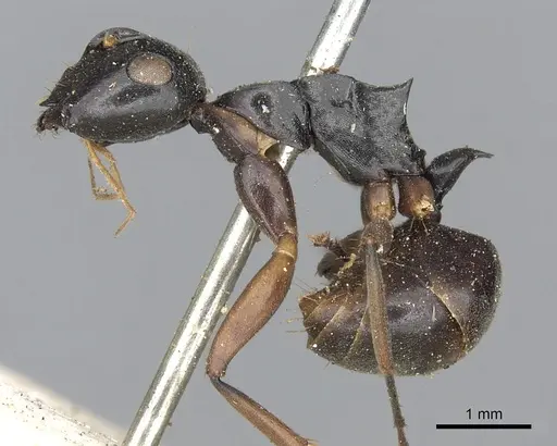 Polyrhachis equina specimen CASENT0901858 image casent0901858_3