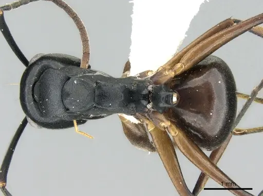 Polyrhachis equina specimen CASENT0906322 image casent0906322_1