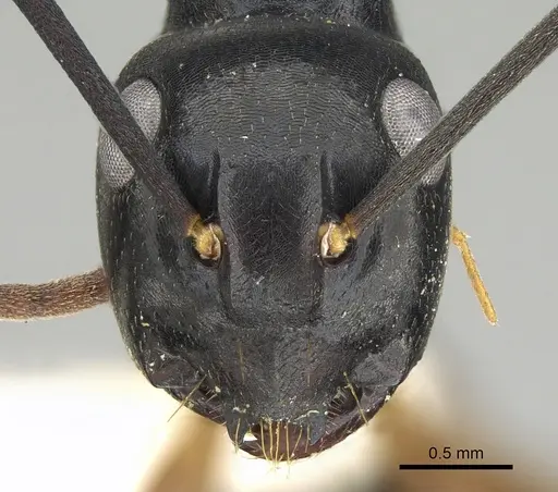 Polyrhachis equina specimen CASENT0906322 image casent0906322_2