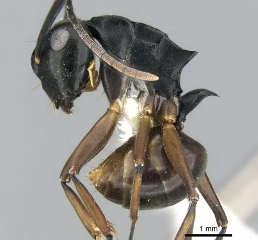Polyrhachis equina specimen CASENT0906322 image casent0906322_3