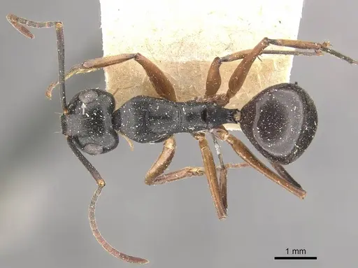 Polyrhachis equina specimen CASENT0910768 image casent0910768_1