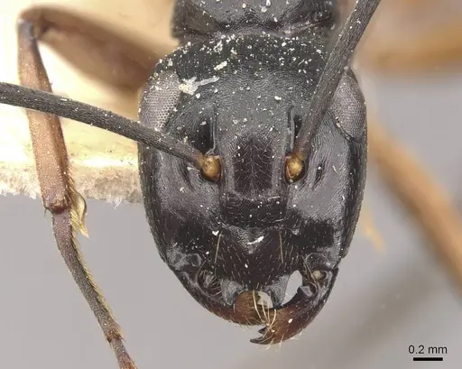 Polyrhachis equina specimen CASENT0910768 image casent0910768_2