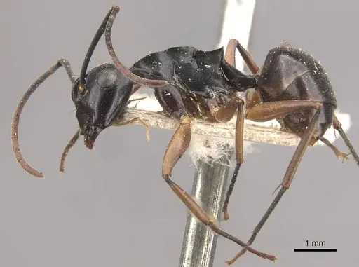 Polyrhachis equina specimen CASENT0910768 image casent0910768_3