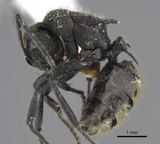 Polyrhachis erato specimen CASENT0887801 image casent0887801_1