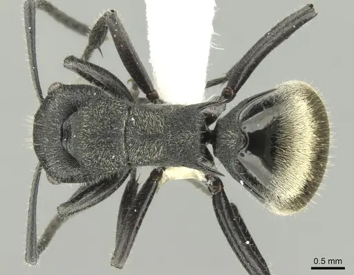 Polyrhachis erato specimen CASENT0906602 image casent0906602_1