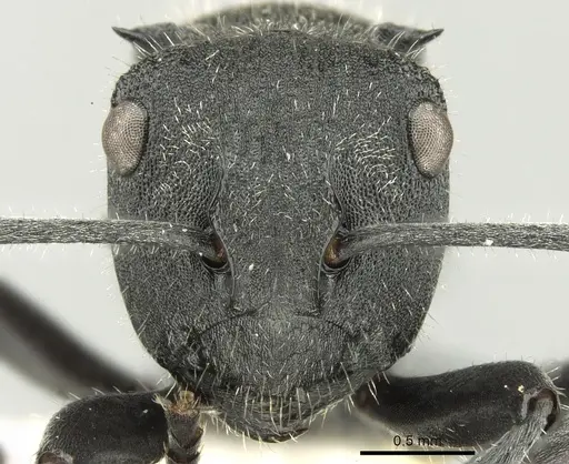 Polyrhachis erato specimen CASENT0906602 image casent0906602_2