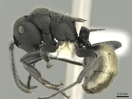 Polyrhachis erato specimen CASENT0906602 image casent0906602_3
