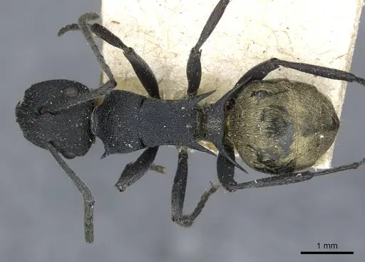 Polyrhachis erato specimen CASENT0910845 image casent0910845_1