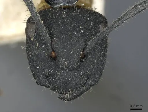 Polyrhachis erato specimen CASENT0910845 image casent0910845_2