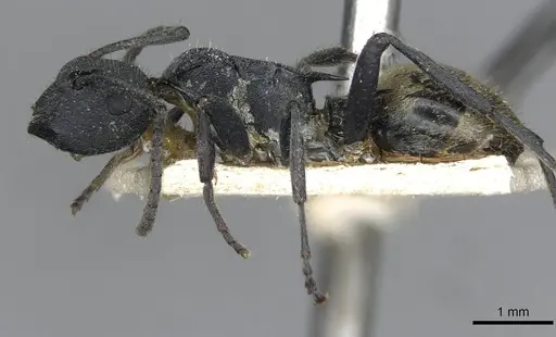 Polyrhachis erato specimen CASENT0910845 image casent0910845_3