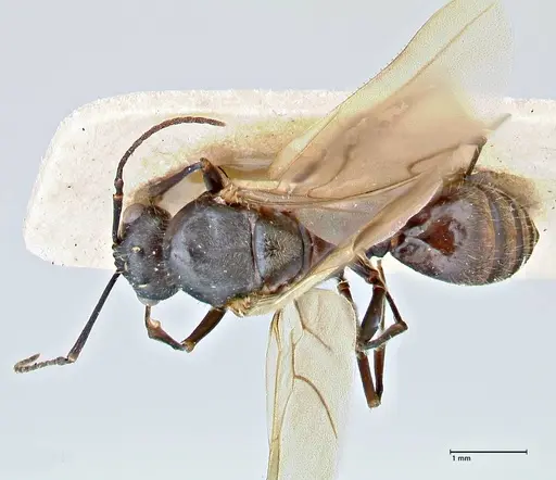 Polyrhachis erato specimen FOCOL2935 image focol2935_1