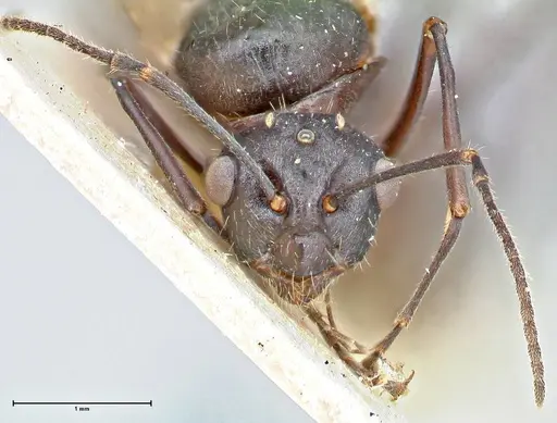 Polyrhachis erato specimen FOCOL2935 image focol2935_2