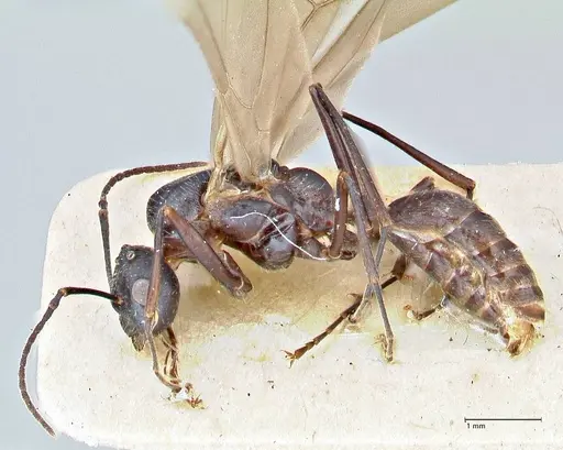 Polyrhachis erato specimen FOCOL2935 image focol2935_3