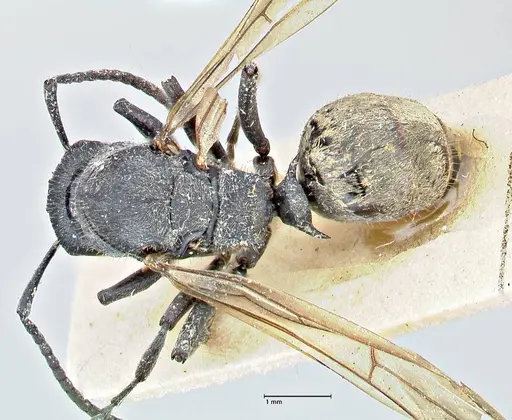 Polyrhachis erato specimen FOCOL2936 image focol2936_1