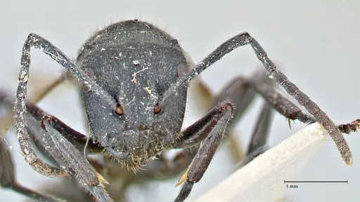 Polyrhachis erato specimen FOCOL2936 image focol2936_2