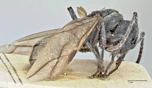 Polyrhachis erato specimen FOCOL2936 image focol2936_3