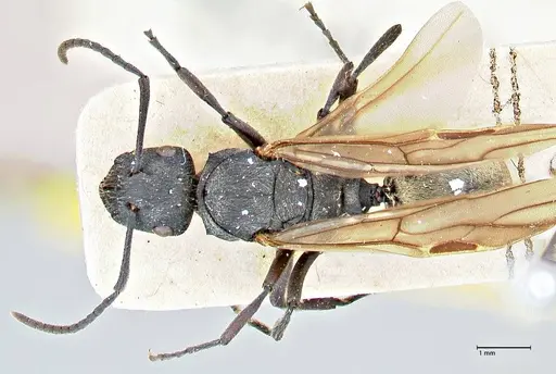 Polyrhachis erato specimen FOCOL2937 image focol2937_1