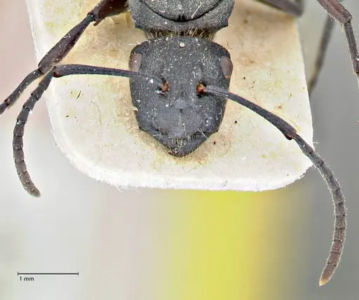 Polyrhachis erato specimen FOCOL2937 image focol2937_2