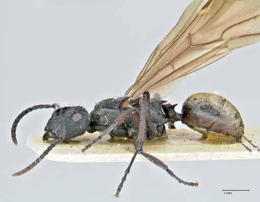 Polyrhachis erato specimen FOCOL2937 image focol2937_3