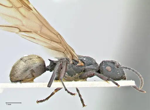 Polyrhachis erato specimen FOCOL2937 image focol2937_4