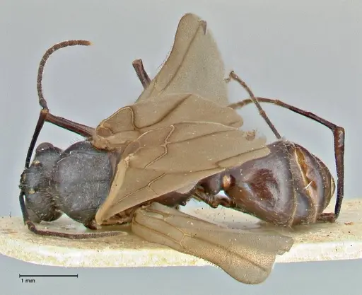 Polyrhachis erato specimen FOCOL2938 image focol2938_1