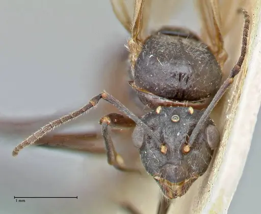 Polyrhachis erato specimen FOCOL2938 image focol2938_2