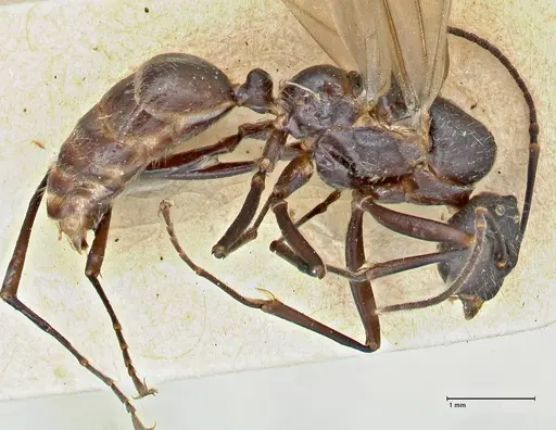 Polyrhachis erato specimen FOCOL2938 image focol2938_3