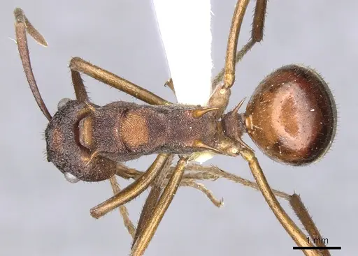 Polyrhachis eremita specimen CASENT0903355 image casent0903355_1