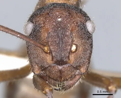 Polyrhachis eremita specimen CASENT0903355 image casent0903355_2