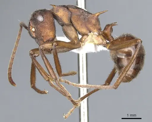 Polyrhachis eremita specimen CASENT0903355 image casent0903355_3
