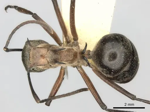 Polyrhachis erosispina specimen CASENT0217768 image casent0217768_1