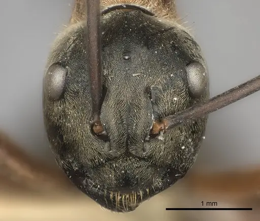 Polyrhachis erosispina specimen CASENT0217768 image casent0217768_2