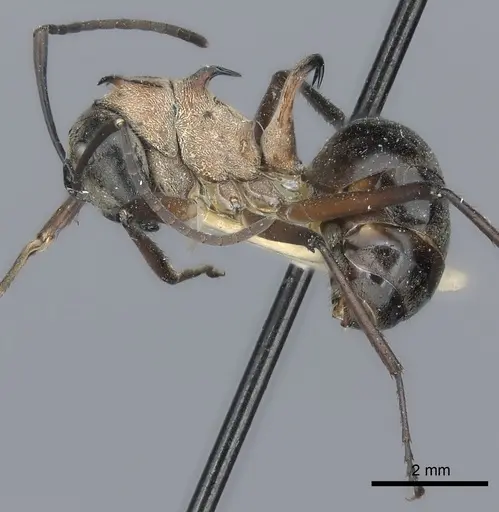 Polyrhachis erosispina specimen CASENT0217768 image casent0217768_3
