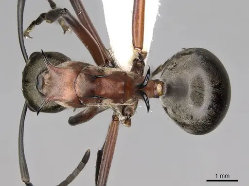 Polyrhachis erosispina specimen CASENT0281418 image casent0281418_1