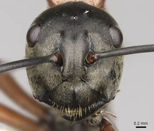 Polyrhachis erosispina specimen CASENT0281418 image casent0281418_2