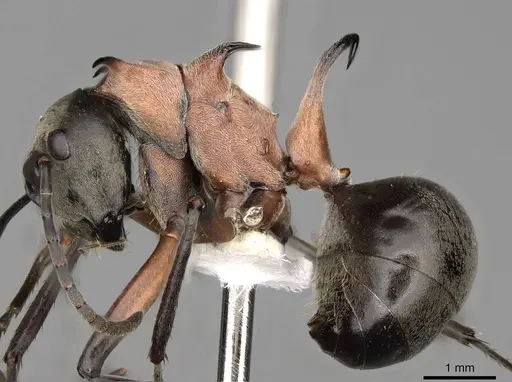 Polyrhachis erosispina specimen CASENT0281418 image casent0281418_3