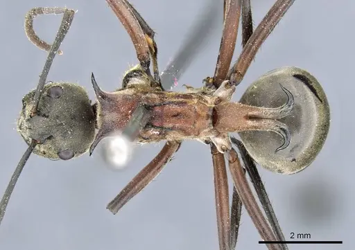 Polyrhachis erosispina specimen CASENT0905550 image casent0905550_1