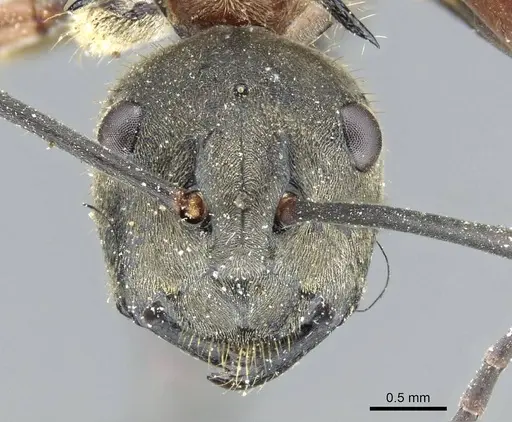 Polyrhachis erosispina specimen CASENT0905550 image casent0905550_2
