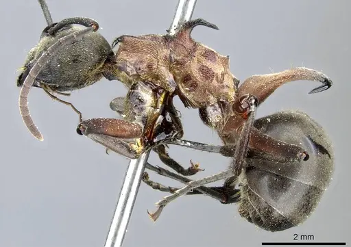 Polyrhachis erosispina specimen CASENT0905550 image casent0905550_3
