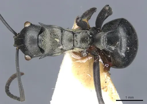 Polyrhachis esarata specimen CASENT0903457 image casent0903457_1