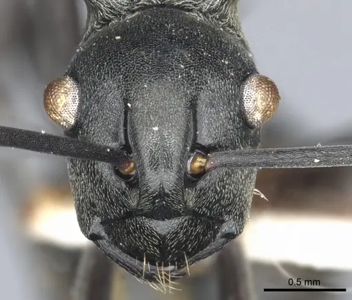 Polyrhachis esarata specimen CASENT0903457 image casent0903457_2