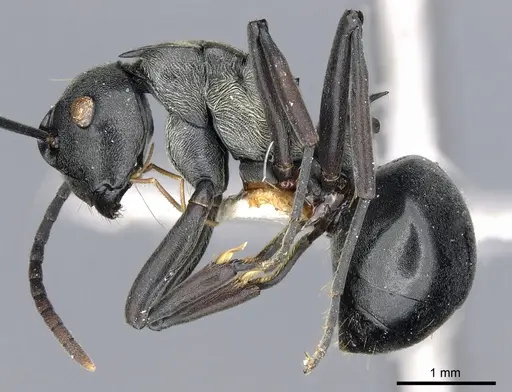 Polyrhachis esarata specimen CASENT0903457 image casent0903457_3