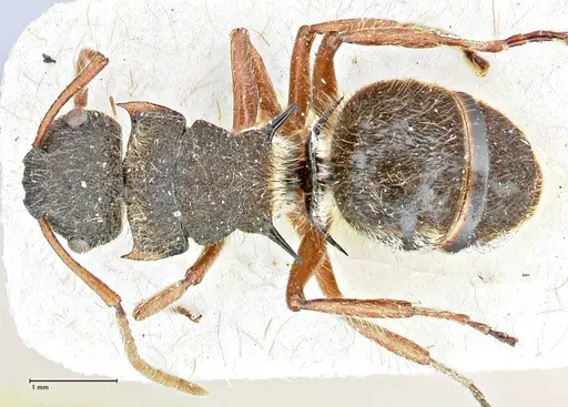 Polyrhachis escherichi specimen FOCOL2922 image focol2922_1