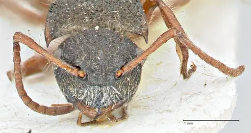 Polyrhachis escherichi specimen FOCOL2922 image focol2922_2